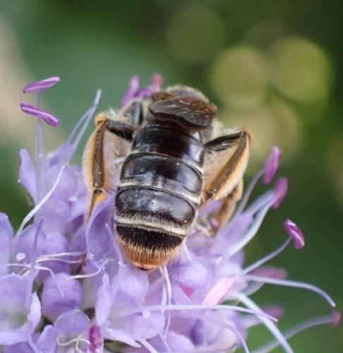 Andrena hattorfiana